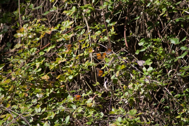 Can you count how many monarchs are there?